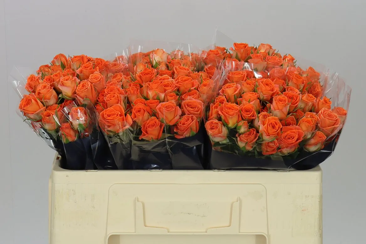 Rosa Tr Picanto • 50 cm