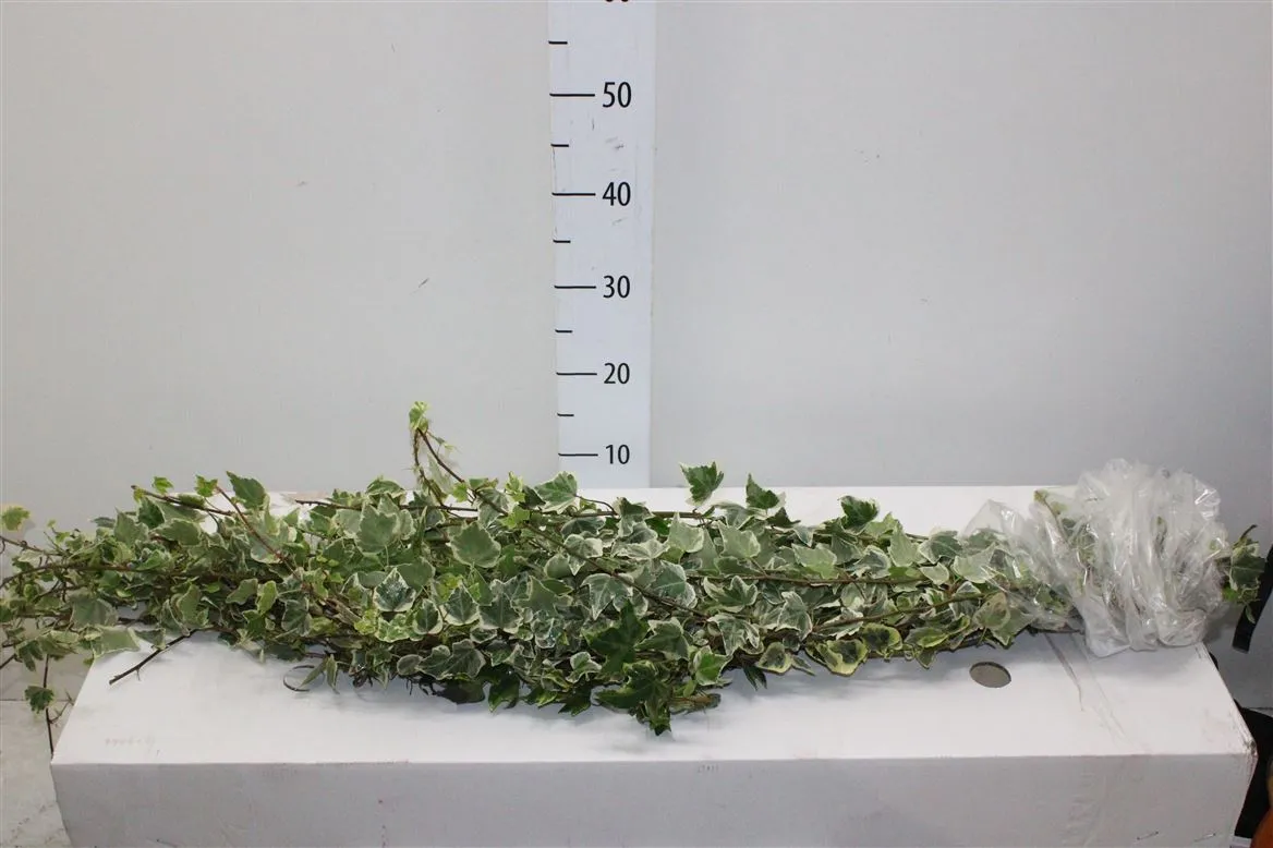 Hedera Bont Italie X 25 • 110 cm