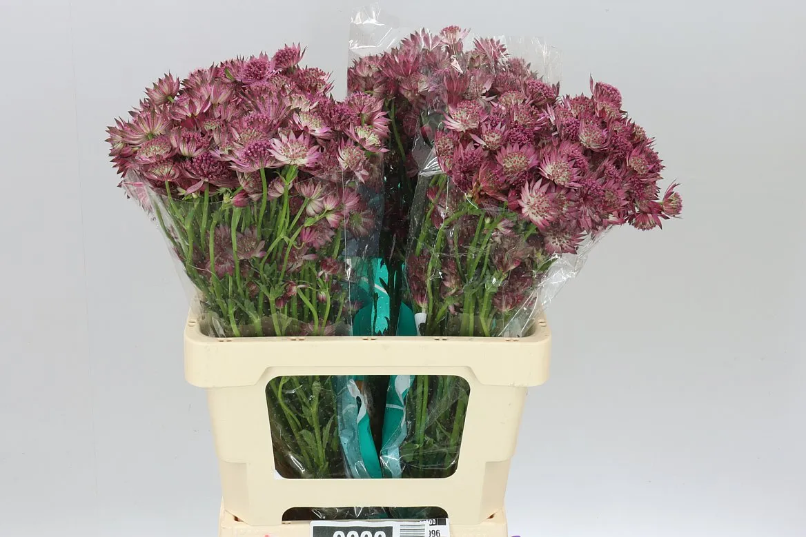 Astrantia Roma • 60 cm