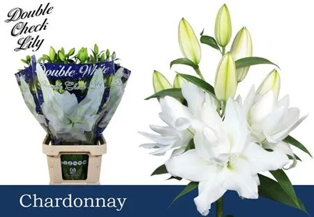 Lil Or Double Chardonnay • 80 cm