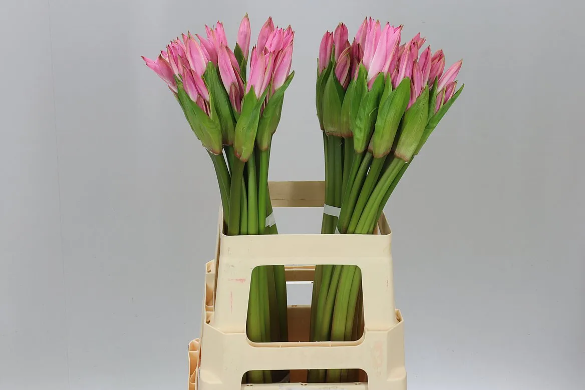Amarcrinum • 60 cm