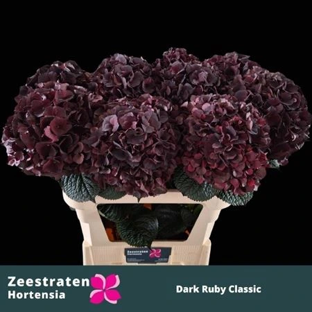 Hortenzia Black Ruby Classic • 65 cm