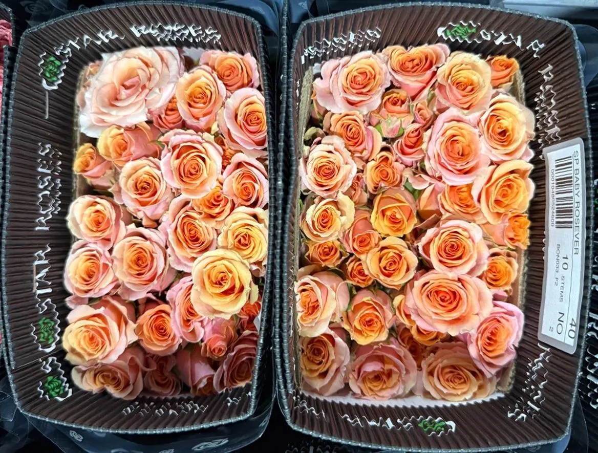 Rosa Tr Ec Baby Rosever • 40 cm