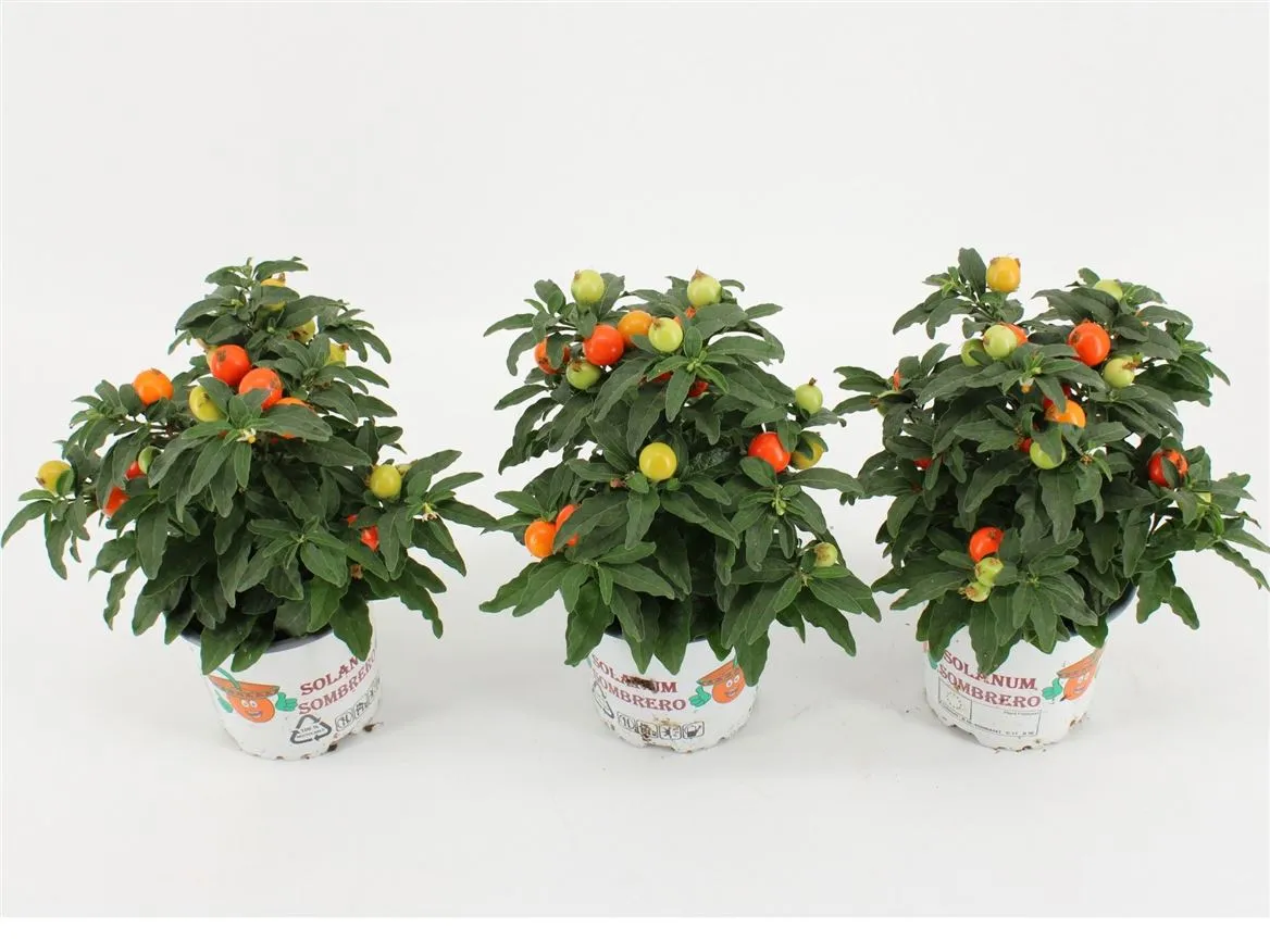 Solanum Pseudocapsicum • črepník 10,5 cm