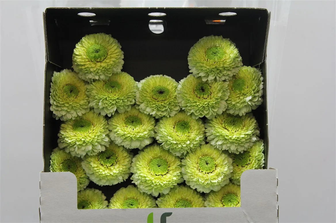 Germini Diamond Pomponi Kermit • 55 cm