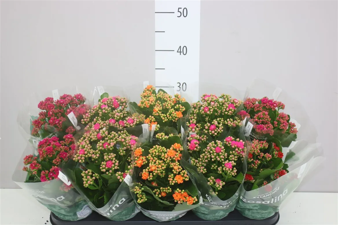 Kalanchoe Rosalina mix 4 Kleuren • črepník 12 cm