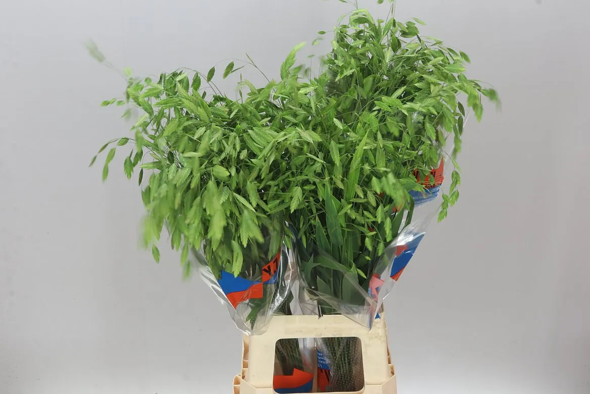 Chasmanthium Latifolium • 80 cm
