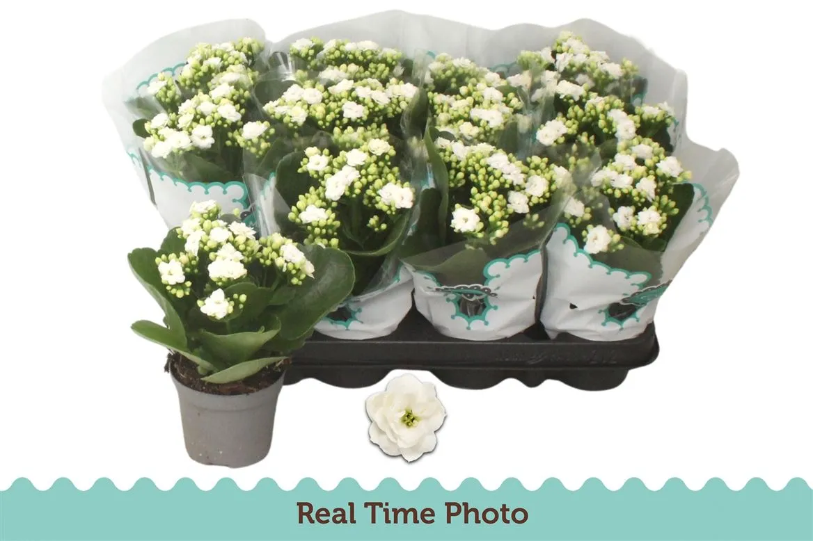 Kalanchoe Calandiva Wit Rijp • črepník 9 cm