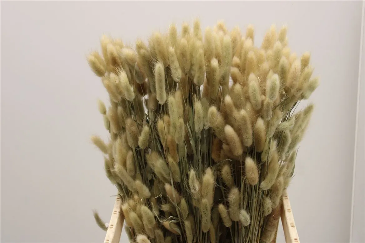 Lagurus Naturel, sušené • 65 cm