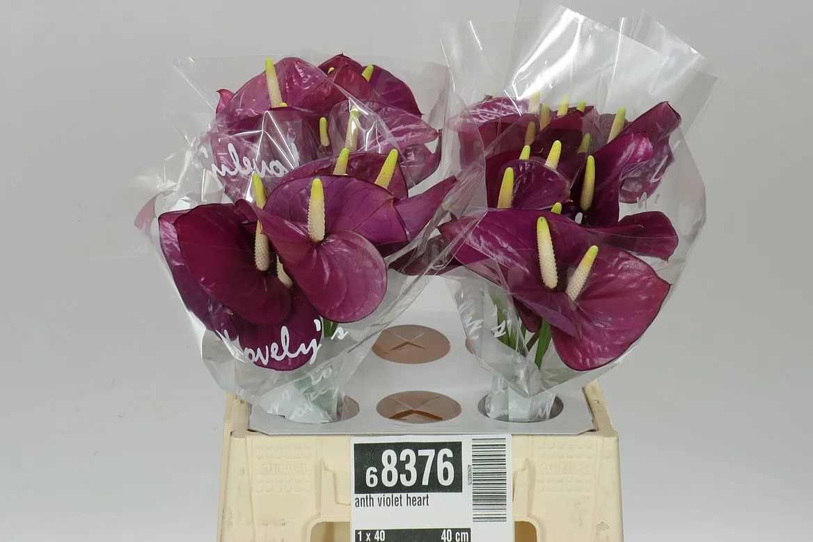 Ant Aqua Violet Heart • 40 cm