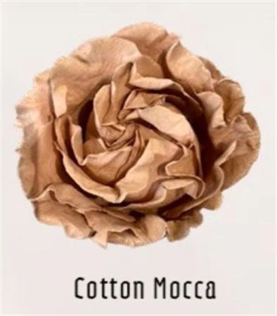 Ruža farbená Cotton Mocca, Ekvádor • 50 cm