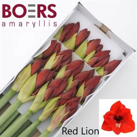 Amarylis Red Lion • 75 cm