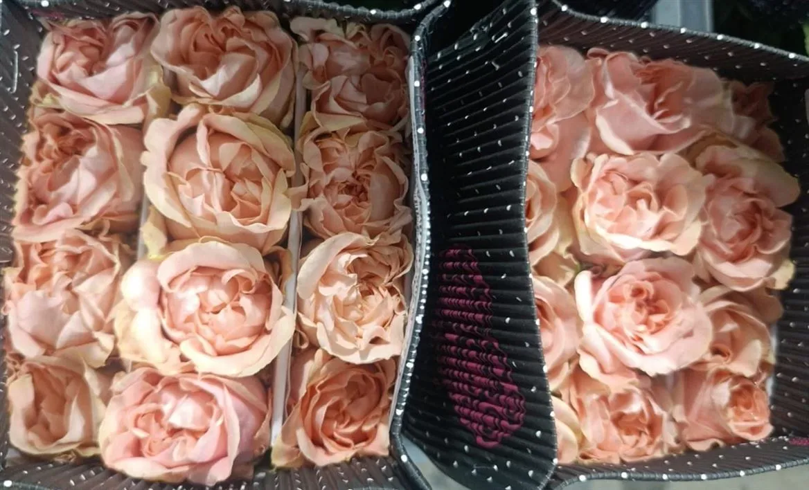 Rosa Gar Art Noveau • 50 cm