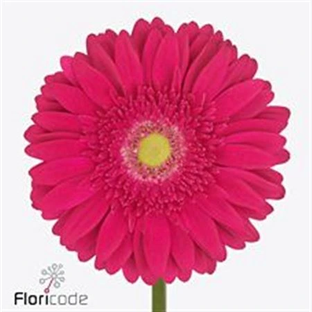 Gerbera Riley • 45 cm