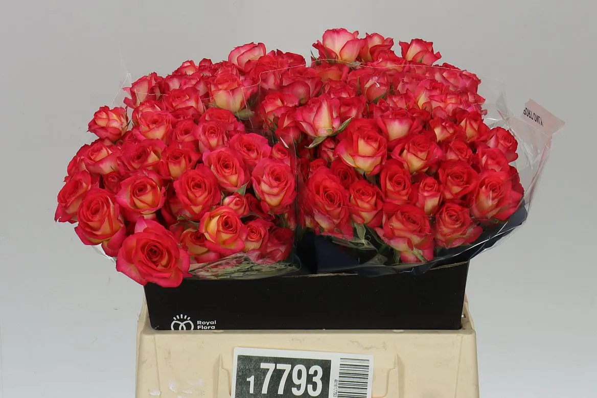 Rosa Tr Summer Dance • 40 cm