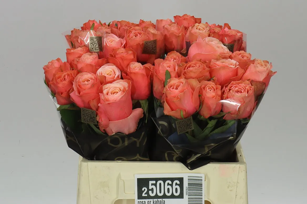 Rosa Gr Kahala • 40 cm