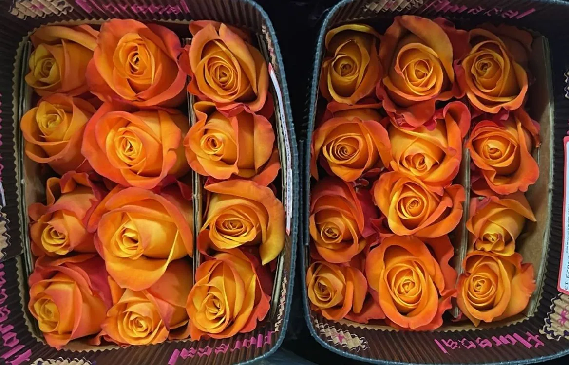 Rosa Gr Ec Aloha • 50 cm