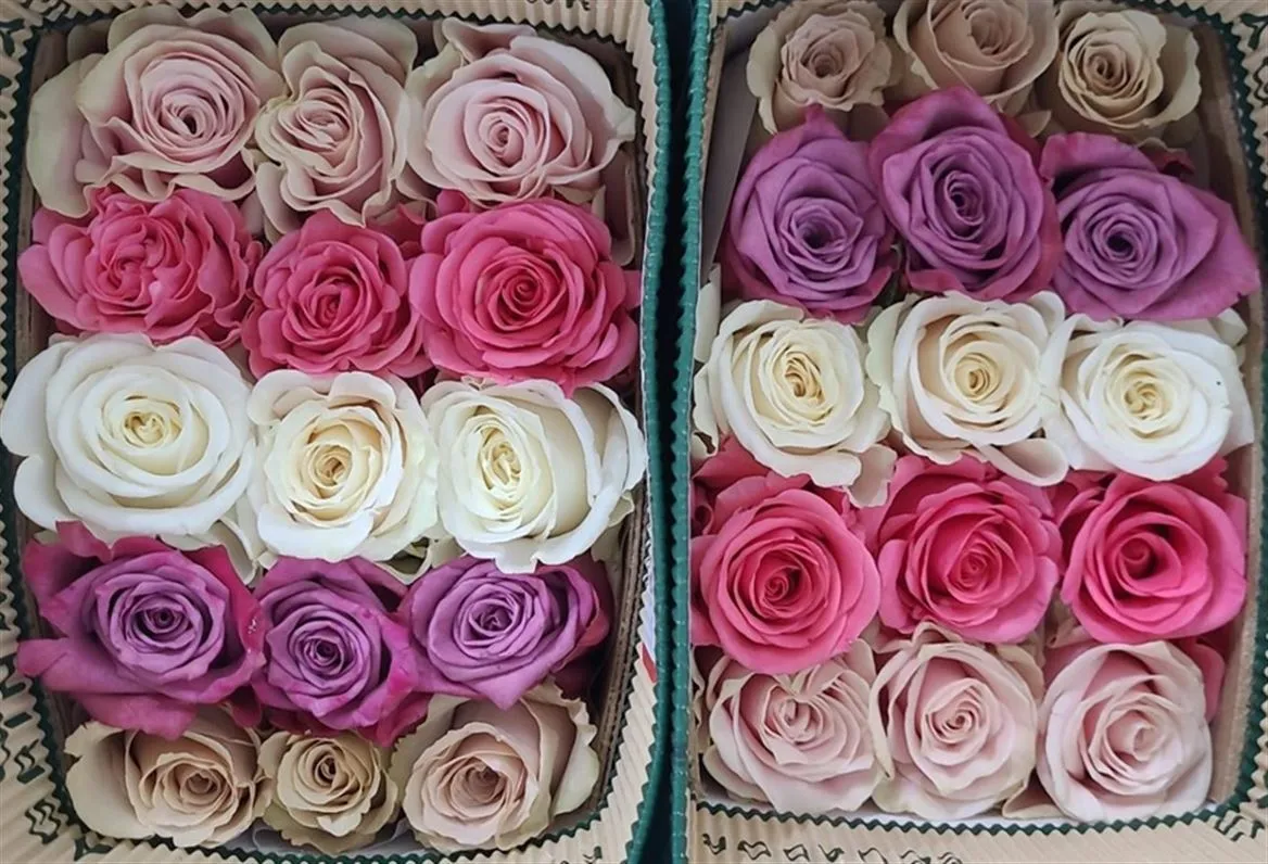 Rosa Gr Ec Online Pastel Color • 50 cm