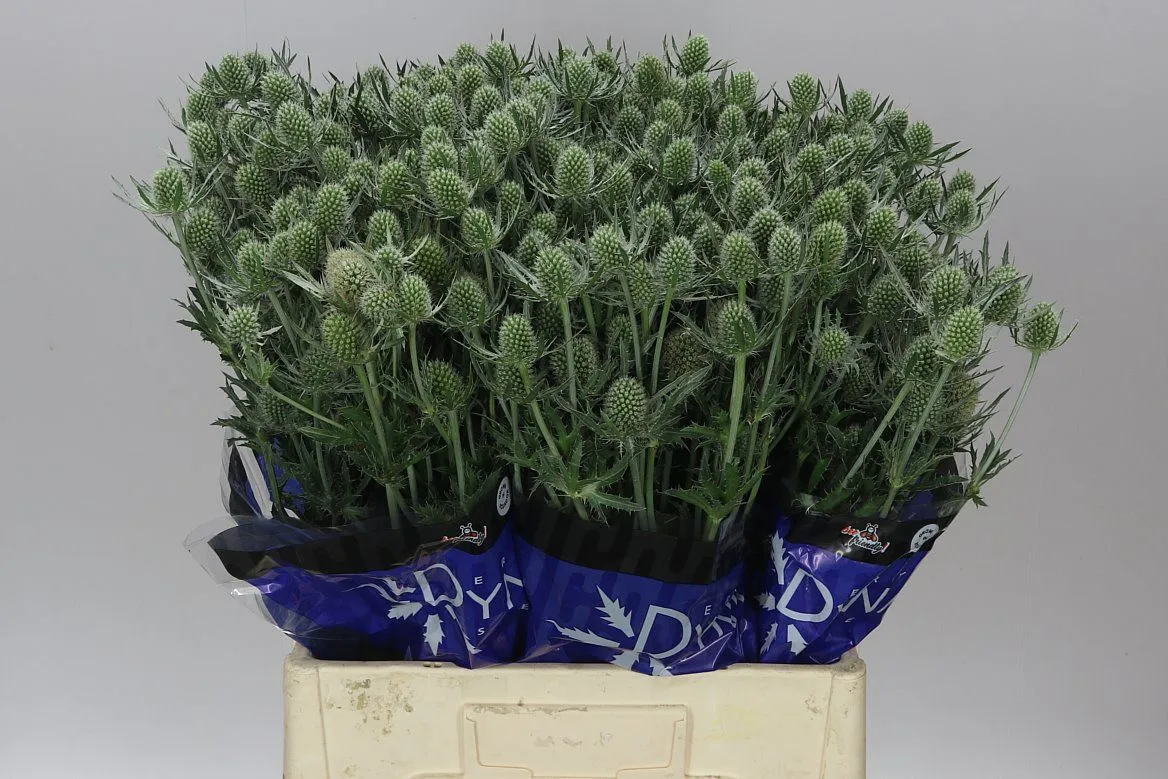 Eryngium Silver Dynamite • 50 cm