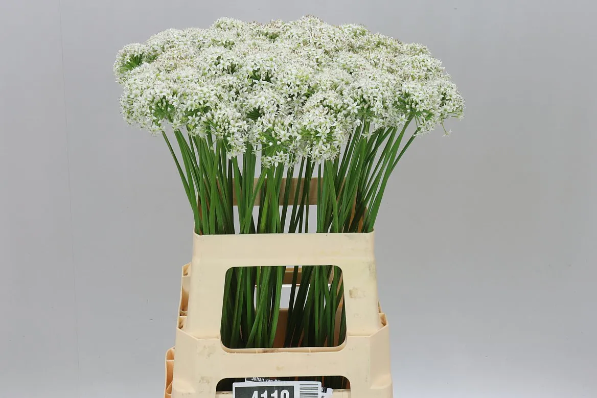 Allium Tuberosum • 63 cm