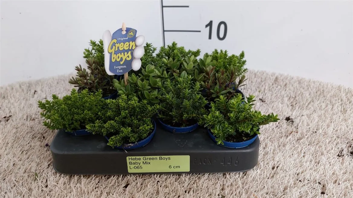Hebe Green Boys Baby mix • črepník 6 cm