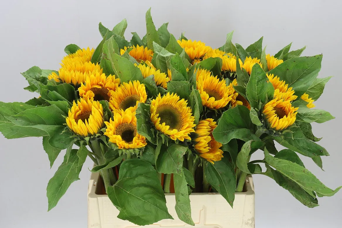 Helianthus Sunrich Up Gold • 60 cm