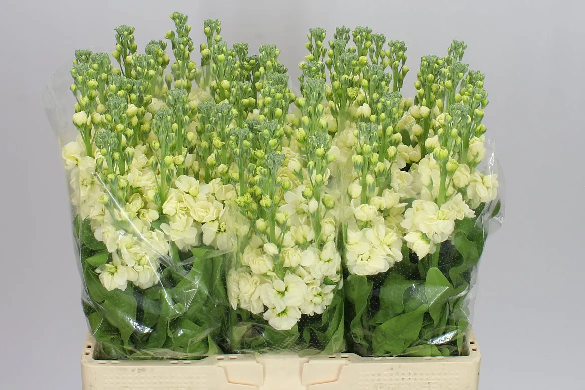 Matthiola Cream • 55 cm
