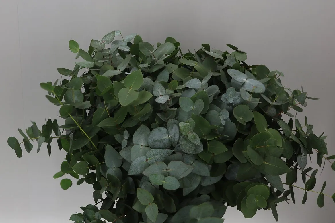 Eukalyptus Cinerea 55 Cm Single Stems • 50 cm