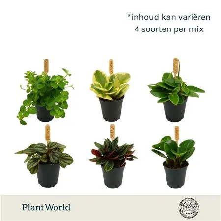 Peperomia Gemengd • črepník 5,5 cm