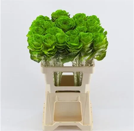 Brassica Painted Green Glitter • 60 cm