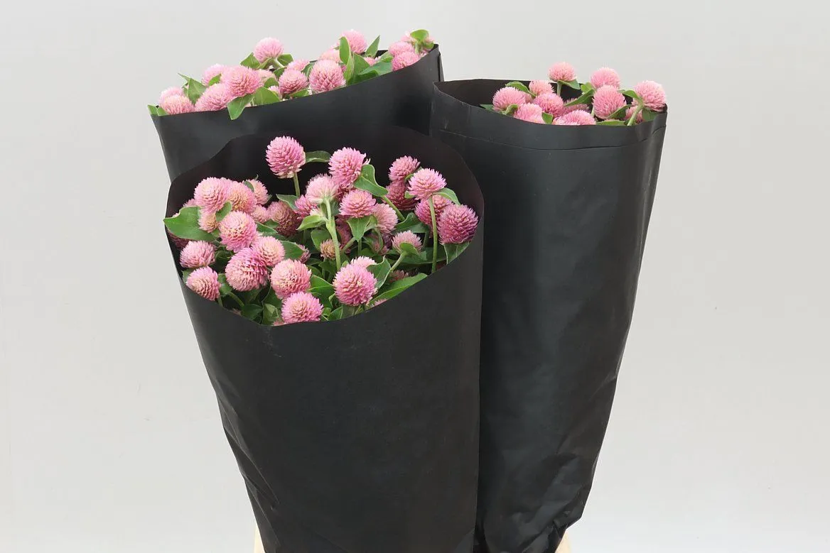 Gomphrena Gl Ov Roze • 50 cm