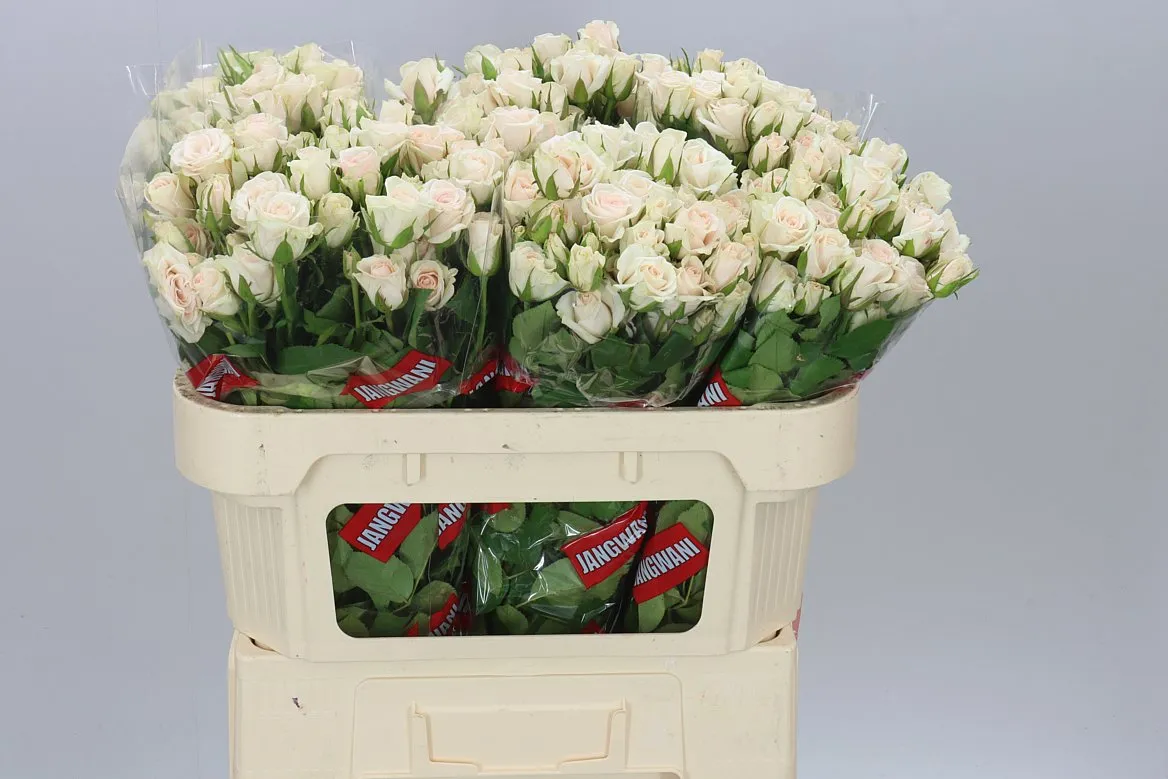Ruža trsová Royal Porcelina Imp • 70 cm