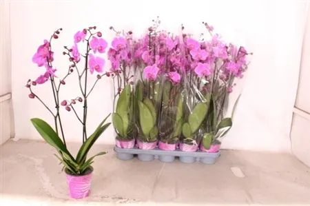Phal Pasadena 2 Tak • črepník 12 cm
