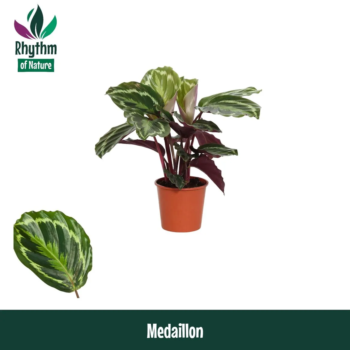 Calathea Medaillon • črepník 14 cm