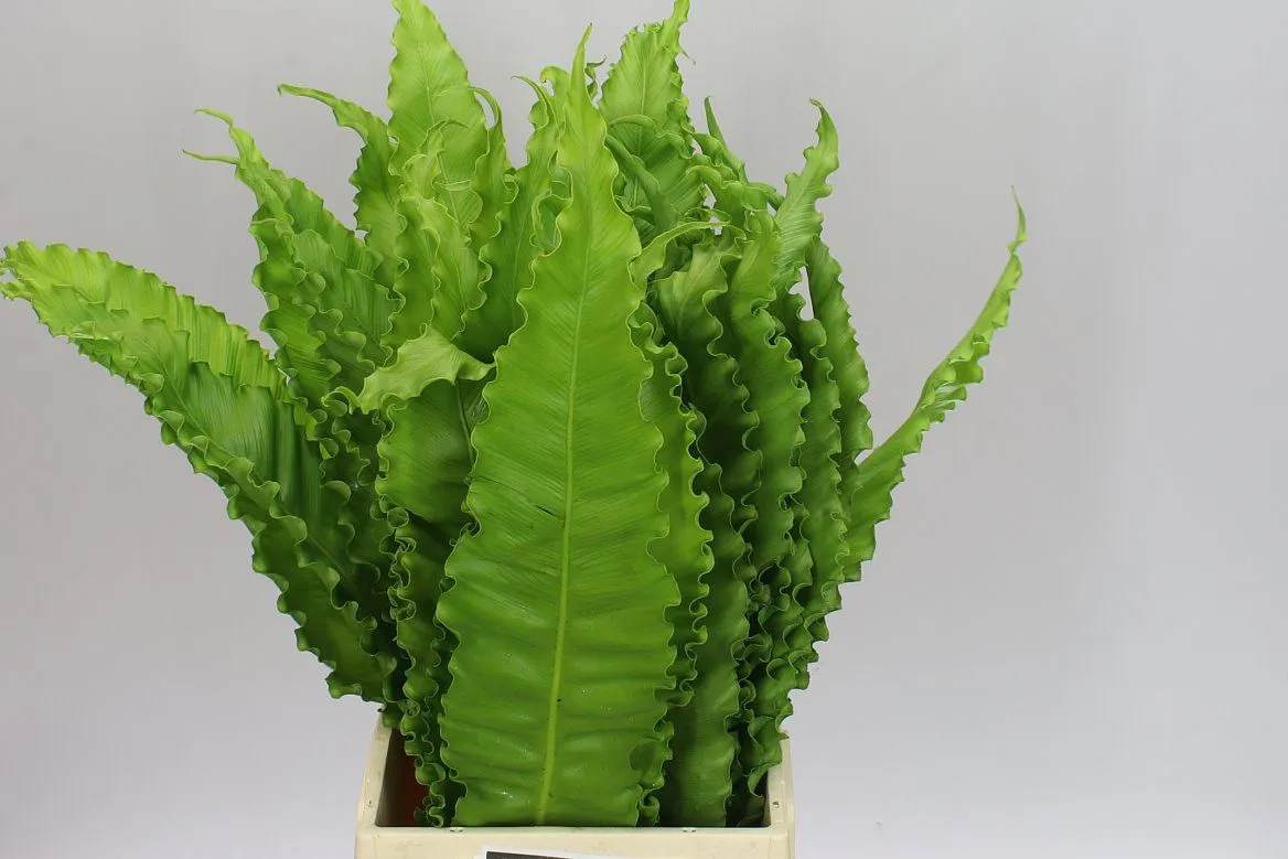 Asplenium Osaka • 50 cm
