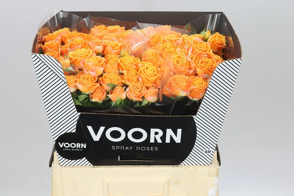 Rosa Tr Coral Bubbles • 60 cm