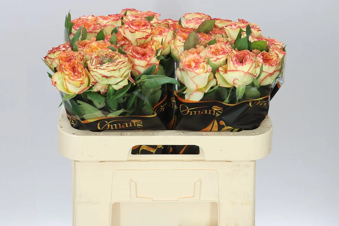 Rosa Gr Aruba Summerh • 60 cm