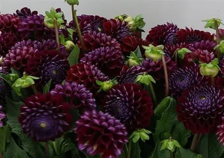 Dahlia Ivannetti • 50 cm