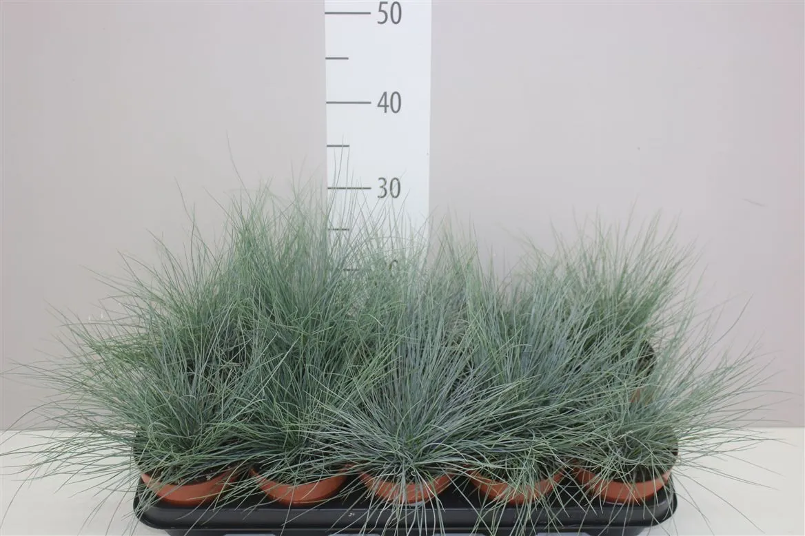 Festuca Glauca • črepník 12 cm