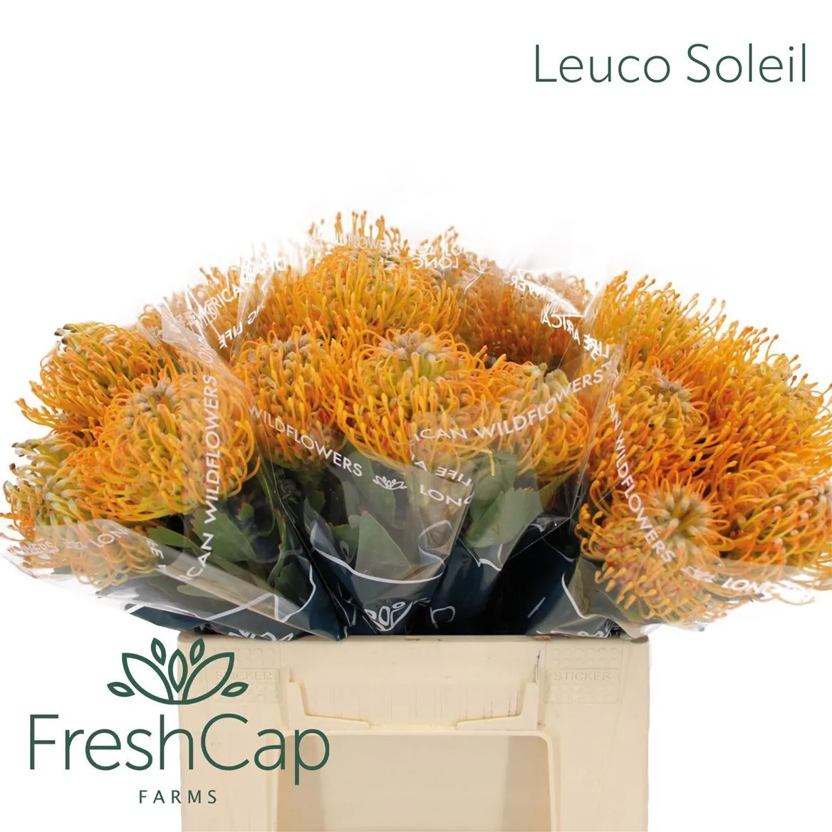 Leucospermum Soleil • 40 cm