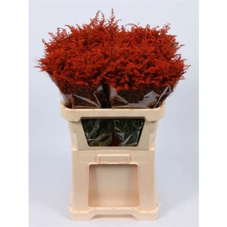 Solidago farbená Red • 80 cm