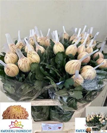 Chr G Vienna Copper • 80 cm