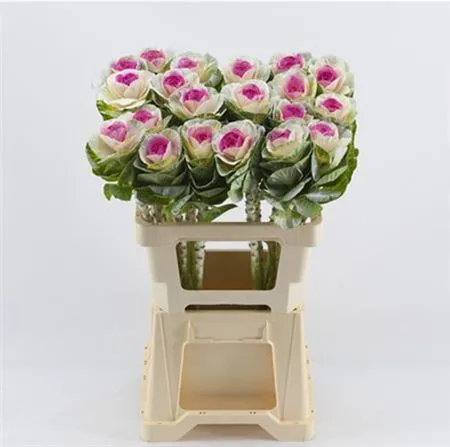 Brassica Painted White Erica • 60 cm