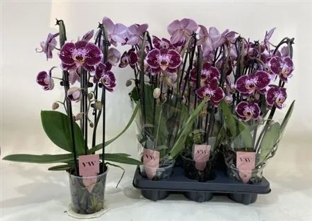 Phal Cascade Reims 3 Tak • črepník 12 cm