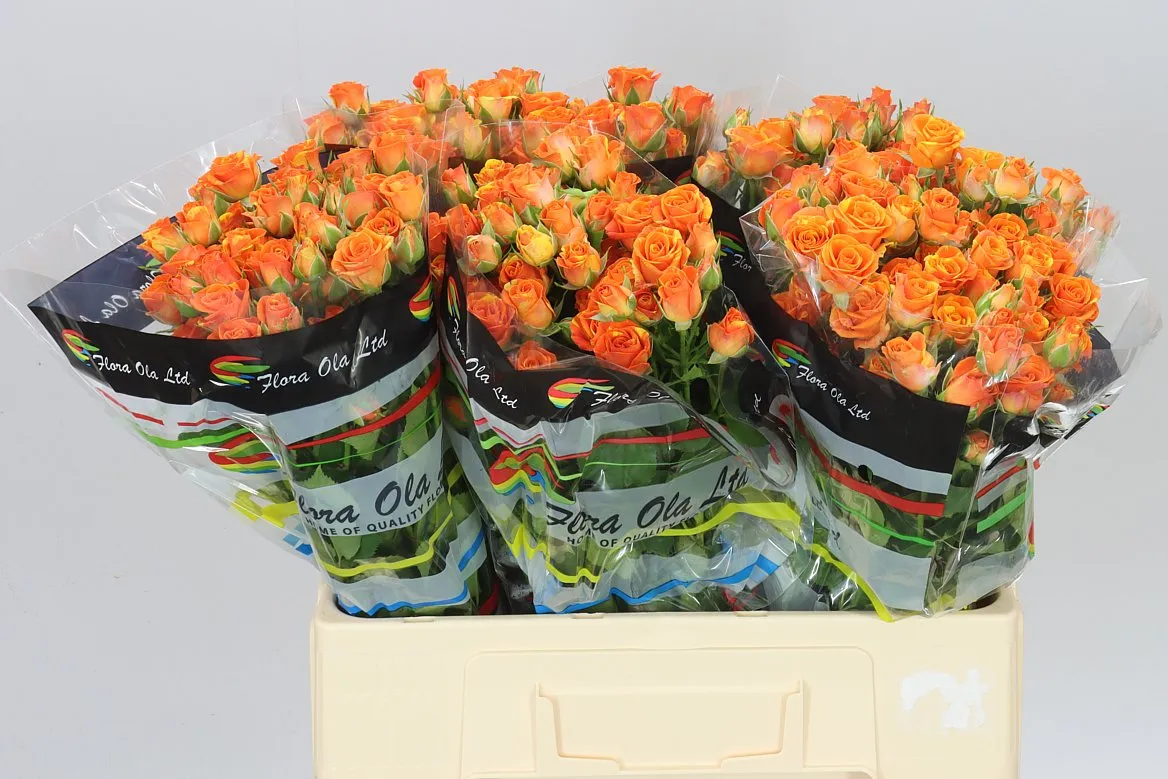 Rosa Tr Smashing • 60 cm