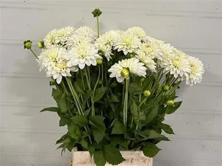 Dahlia Snow Cap • 50 cm