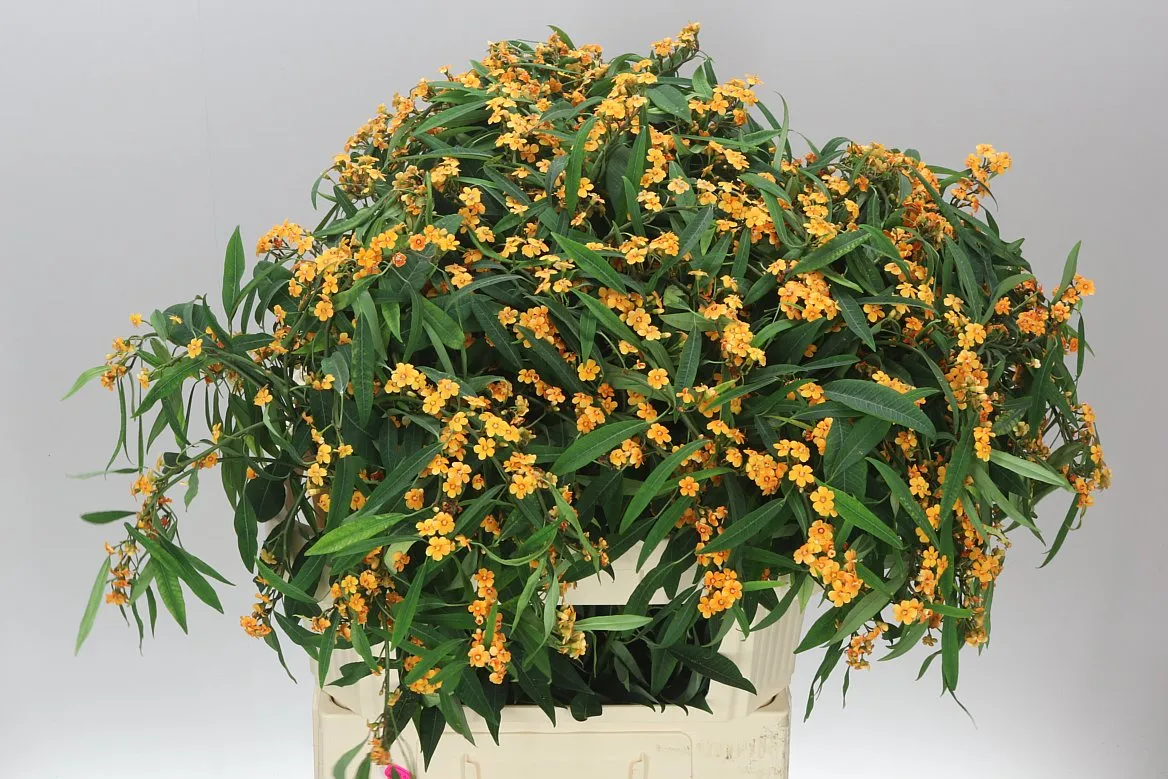 Euphorbia F T Sunstream • 80 cm