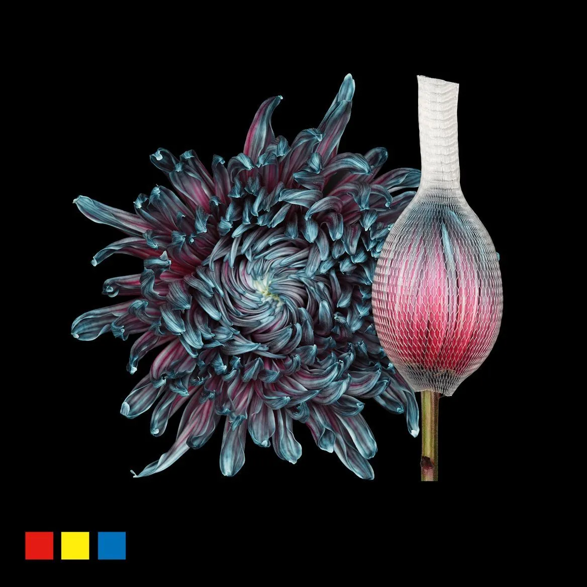 Chryzantéma veľkokvetá Stravina Ocean Fresh • 70 cm
