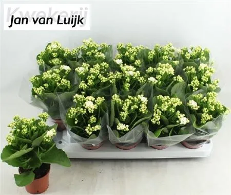 Kalanchoe Calandiva Wit • črepník 9 cm