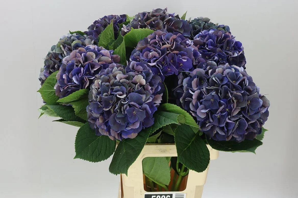 Hortenzia King Classic • 65 cm